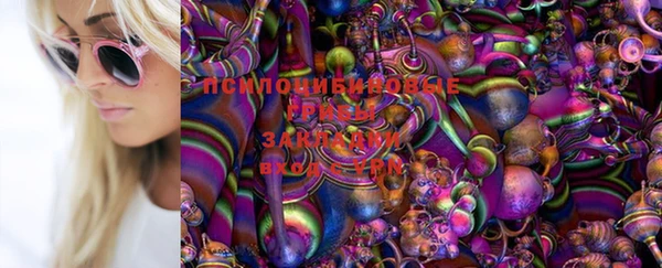 стаф Алзамай
