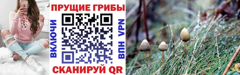 купить цена Уфа Псилоцибиновые грибы Psilocybe